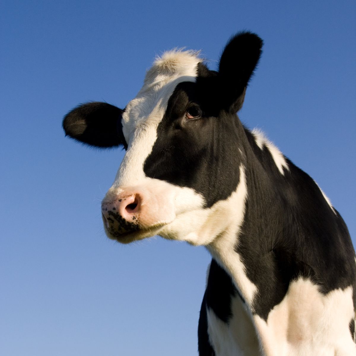 a black and white cow is looking at the camera