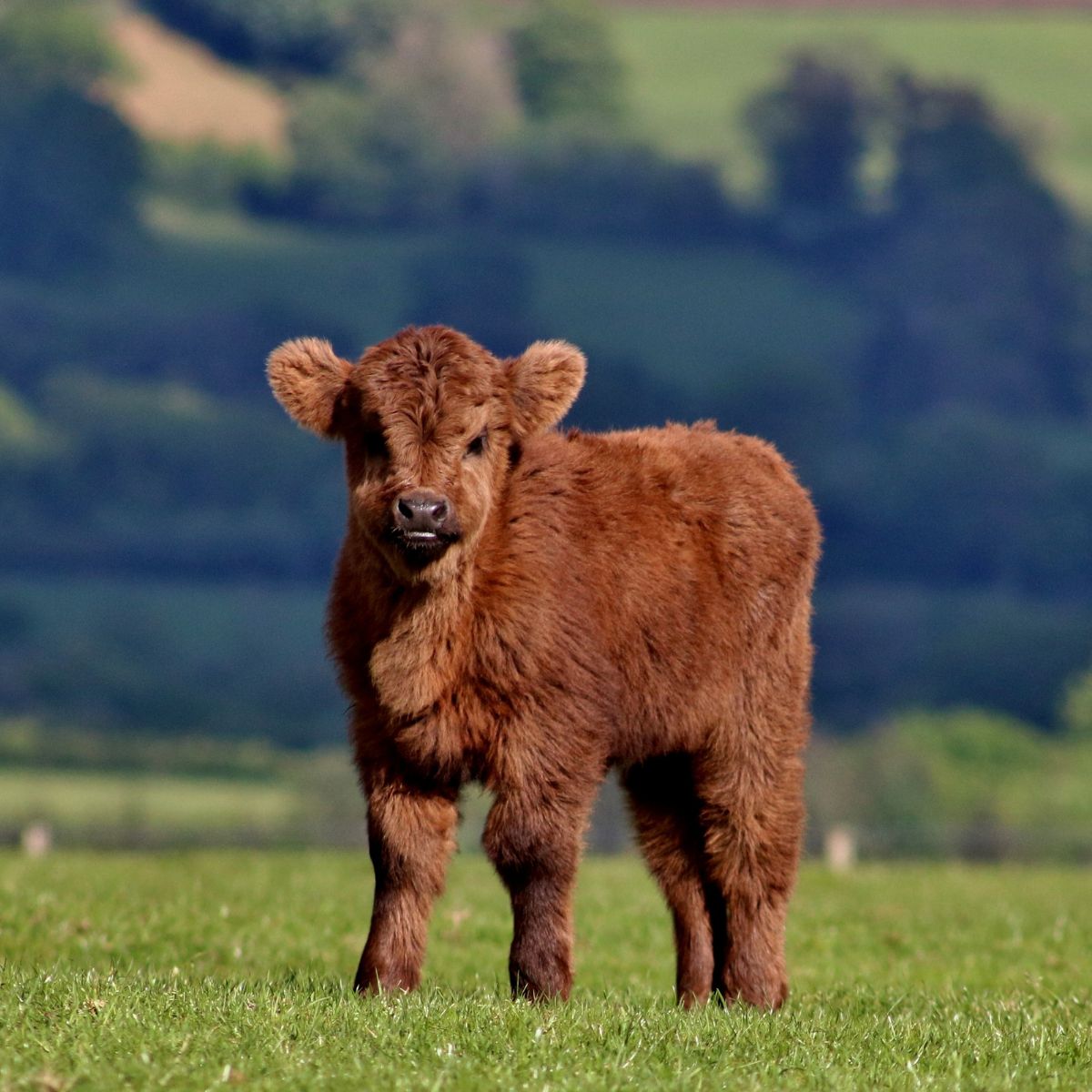 a herd of black cows standing on top of a lush green field