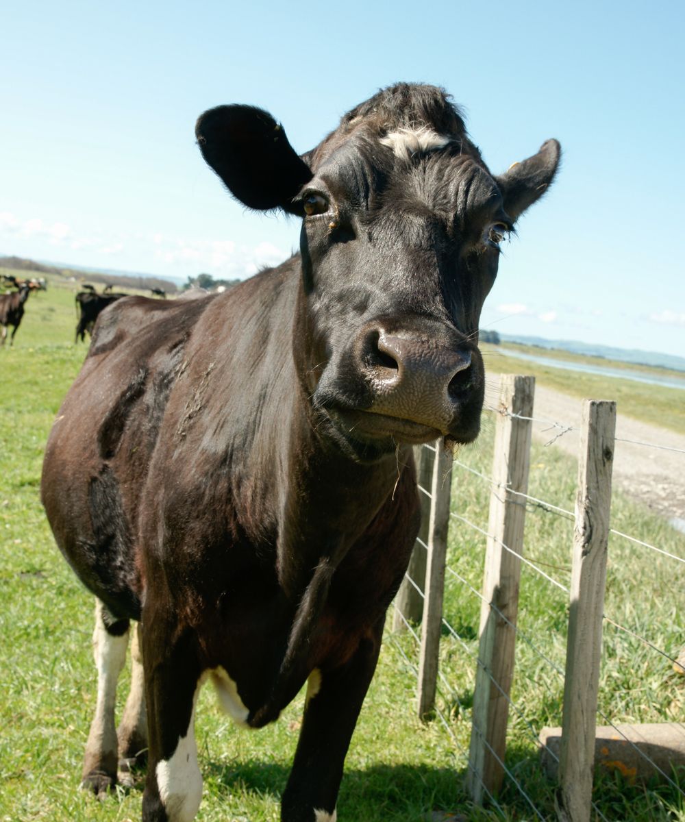 a brown cow standing on top of a lush green field