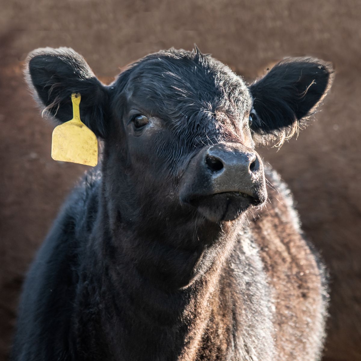 a close up of a cow