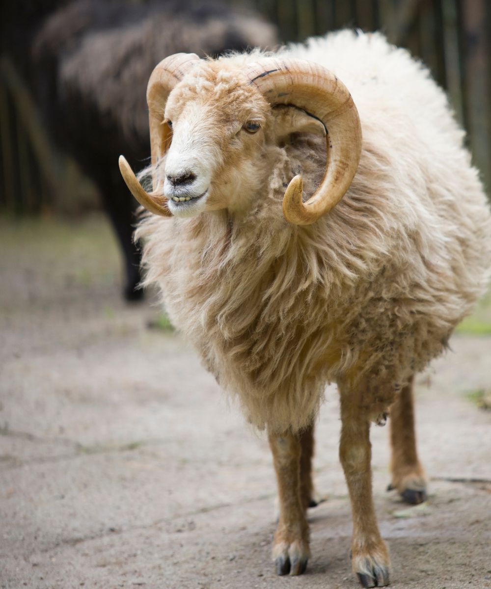 a ram with large horns standing on a dirt road