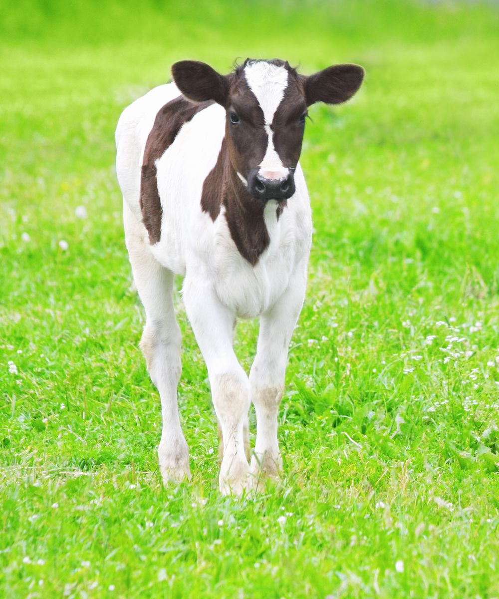 a brown and white cow standing on top of a lush green field