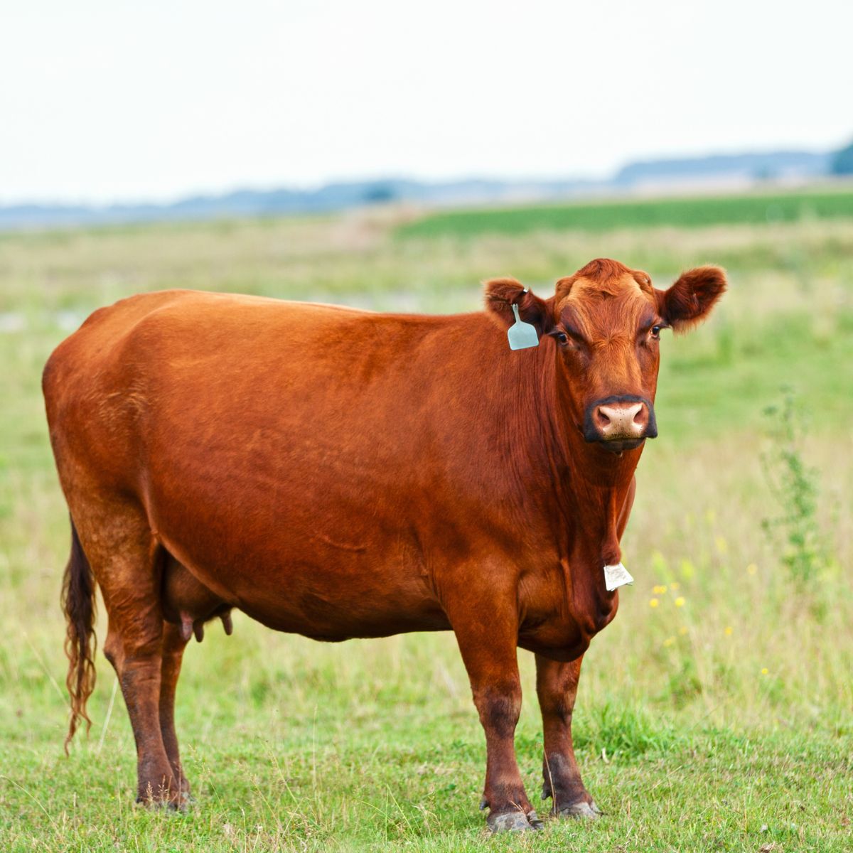 a brown cow standing on top of a lush green field