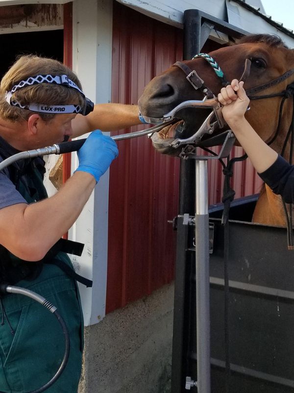 A woman gently holds a horse's mouth