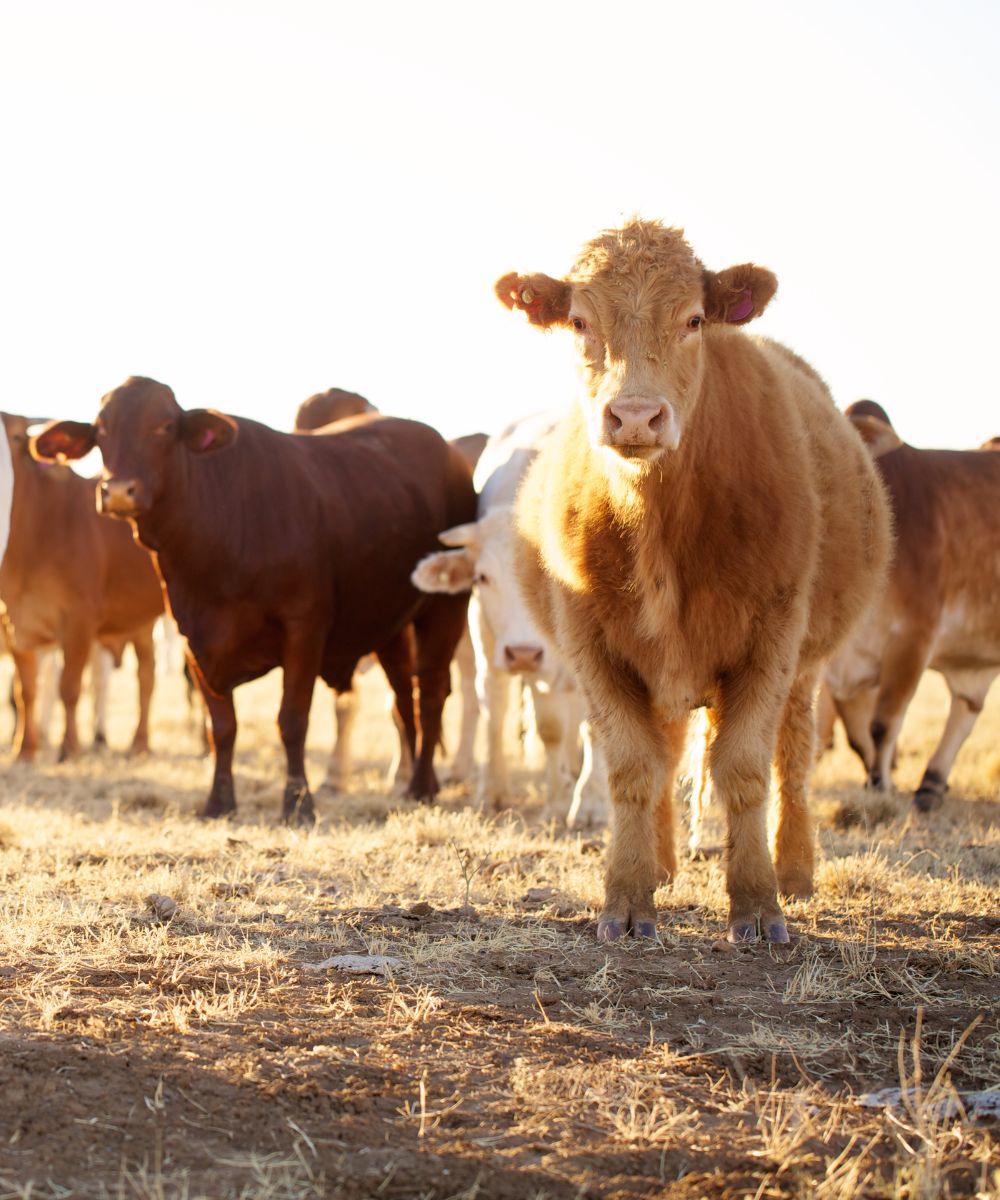 a herd of cattle standing on top of a dry grass field