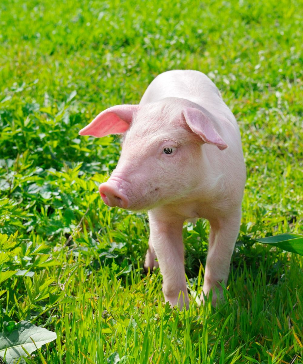 A pig standing on lush green grass