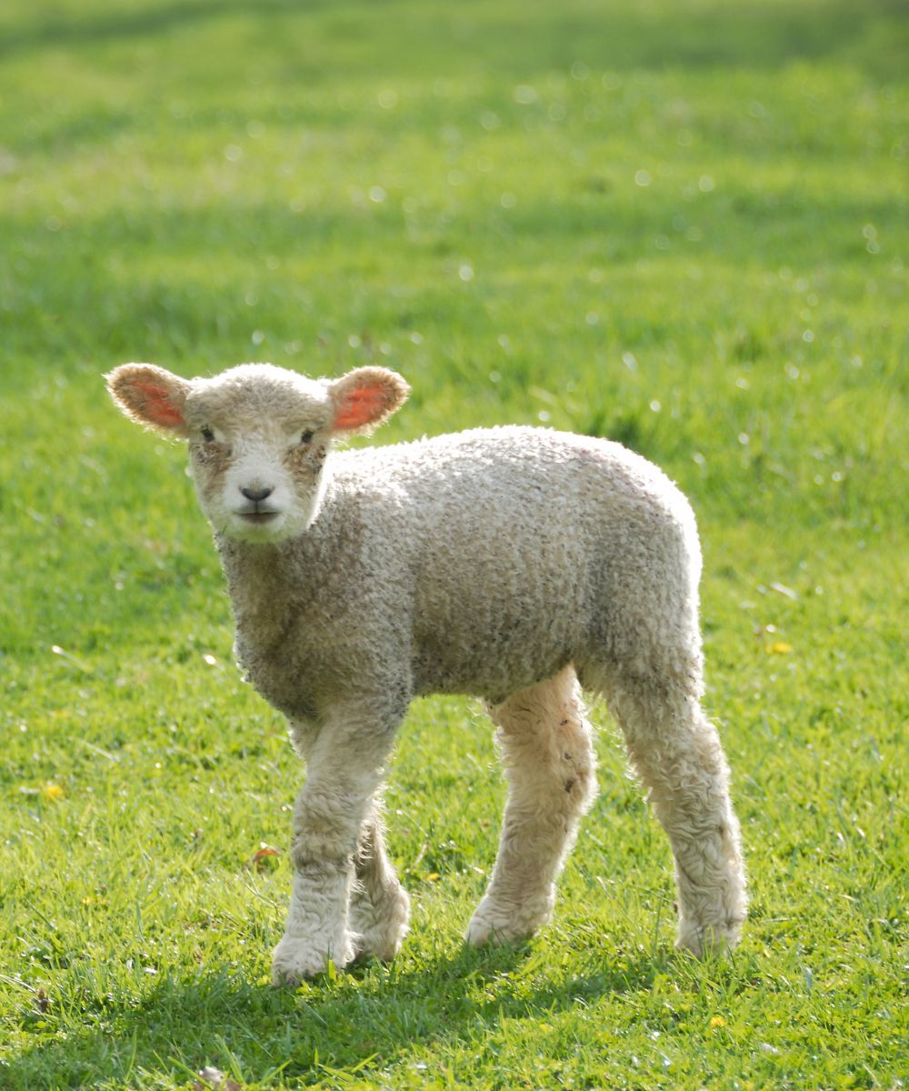 a baby lamb standing in a grassy field