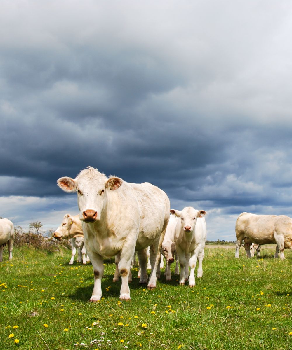 a herd of cattle standing on top of a lush green field