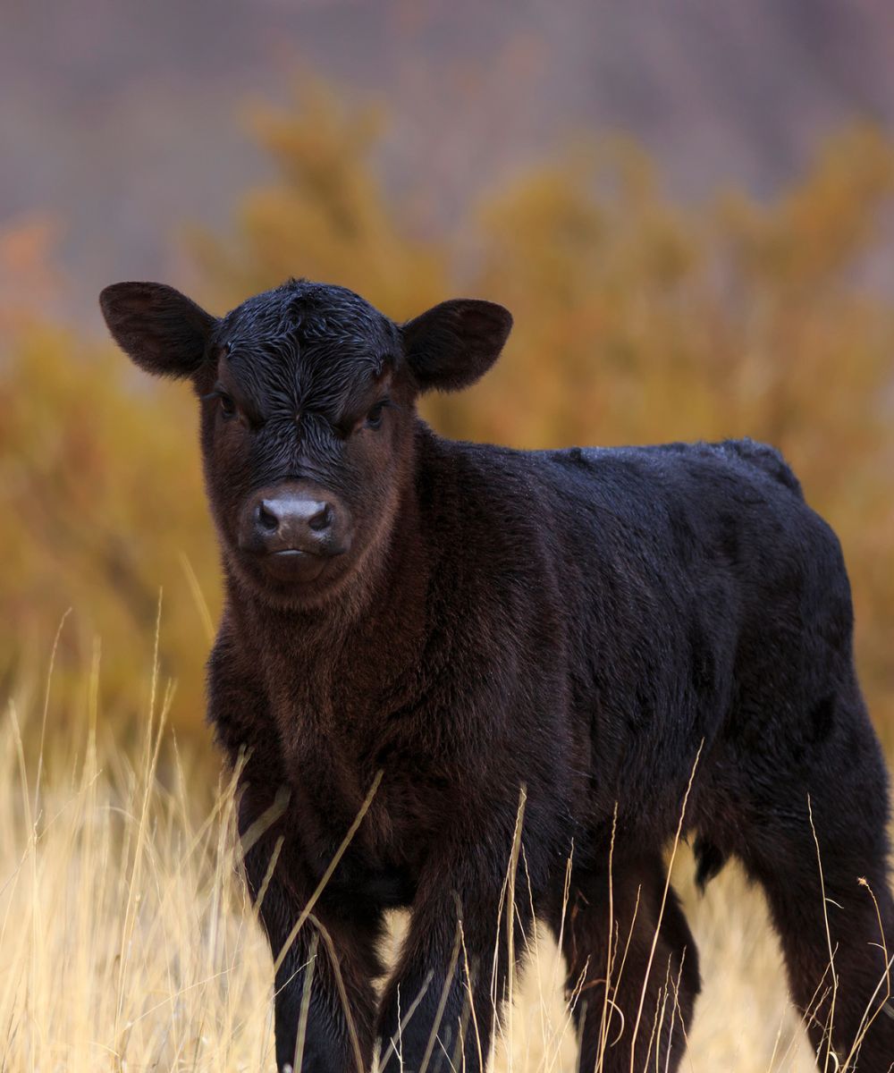 a black cow standing in a dry grass field