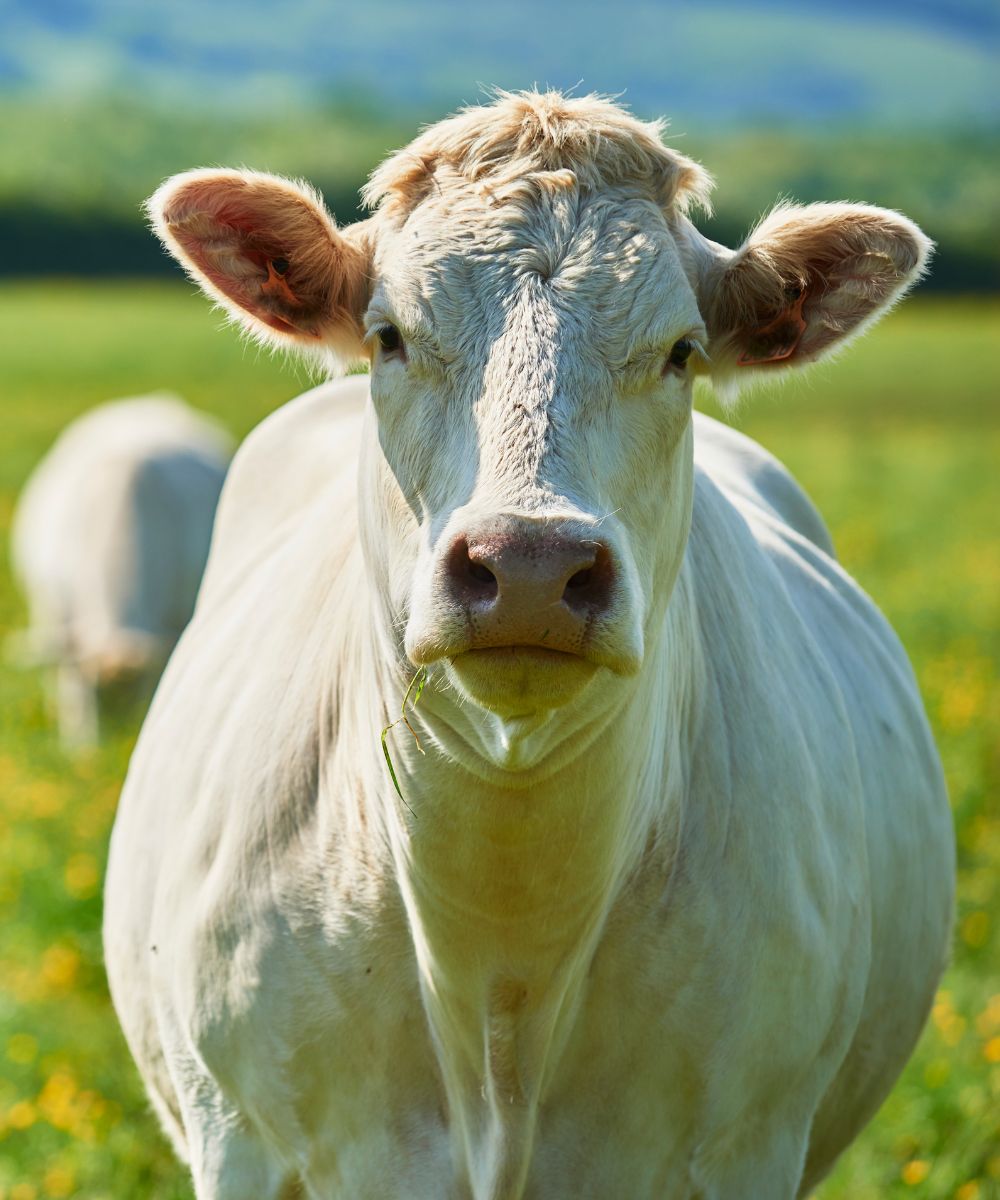 a close up of a cow in a field of grass