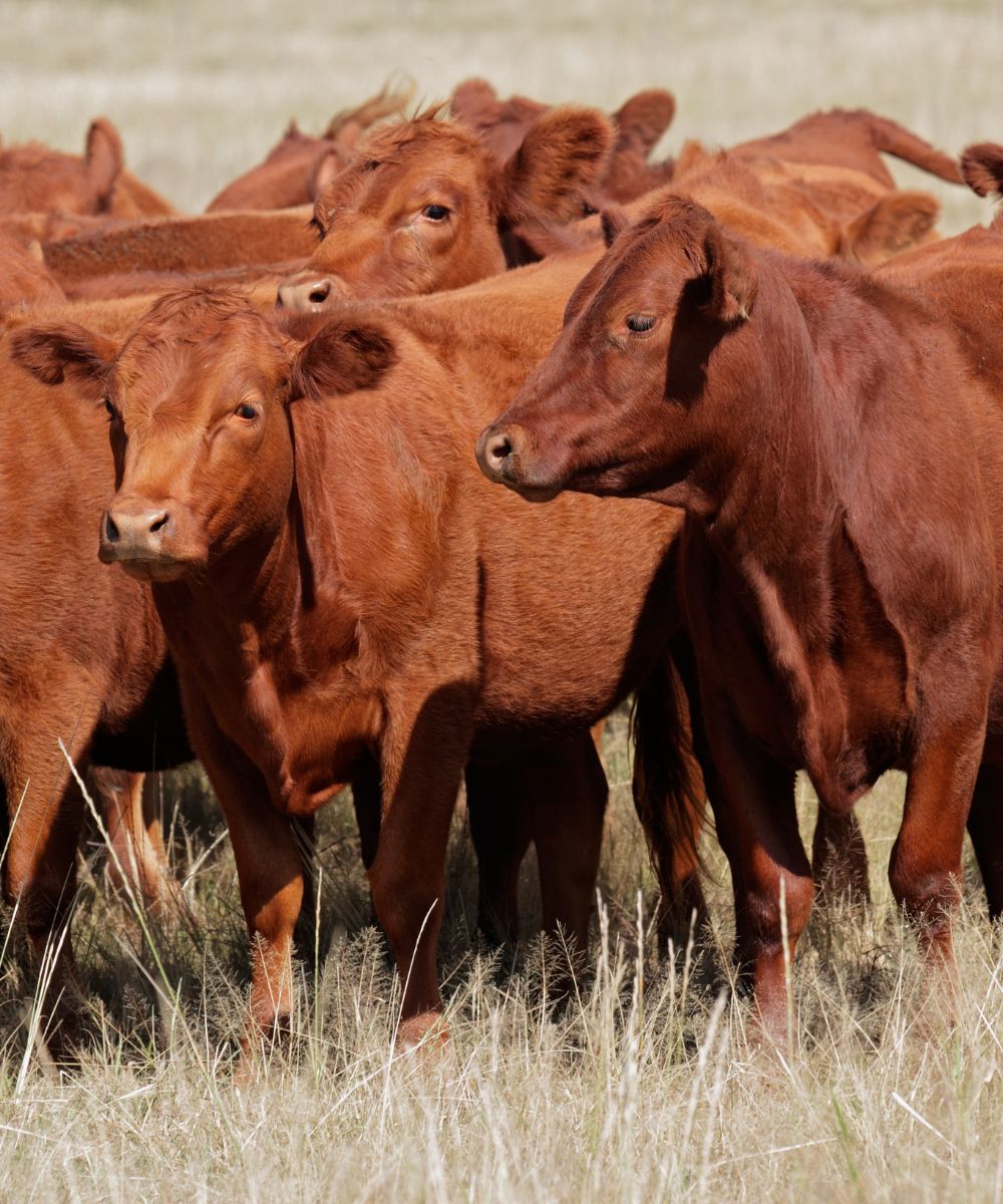 a herd of brown cows standing on top of a dry grass field