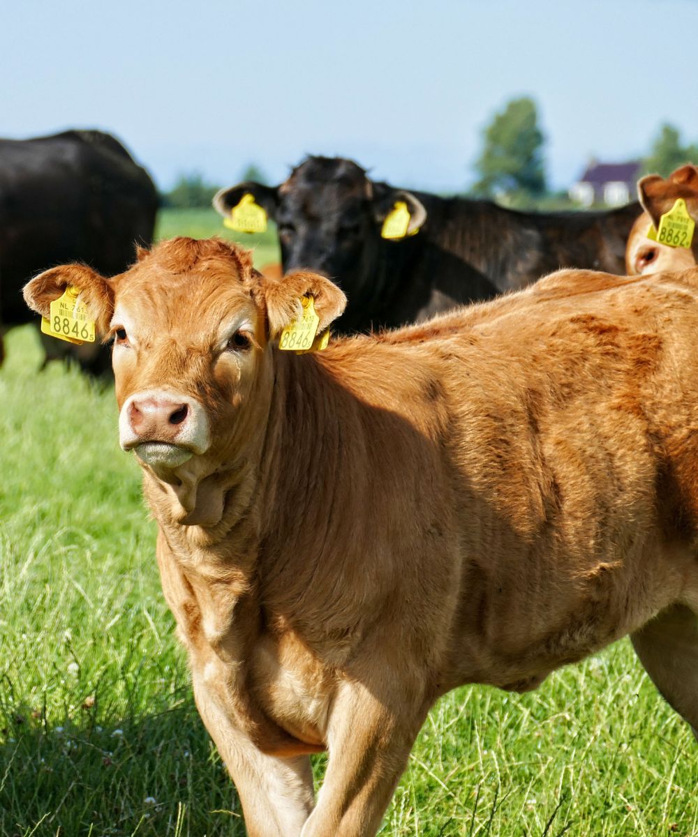 a herd of cattle standing on top of a lush green field