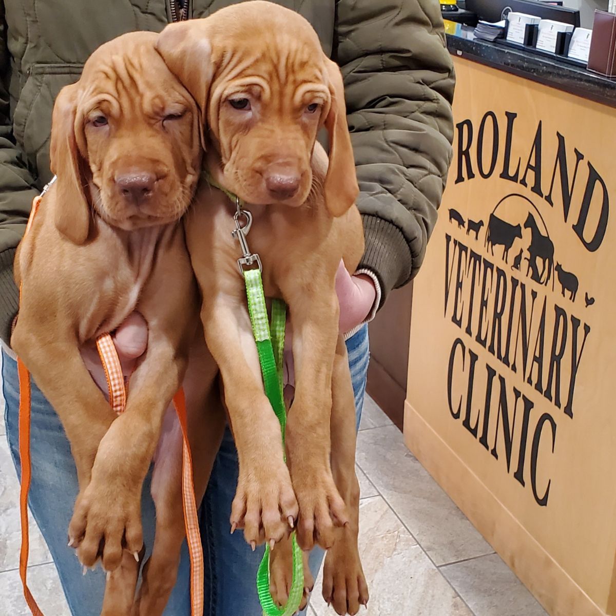 two brown dogs sitting on top of each other