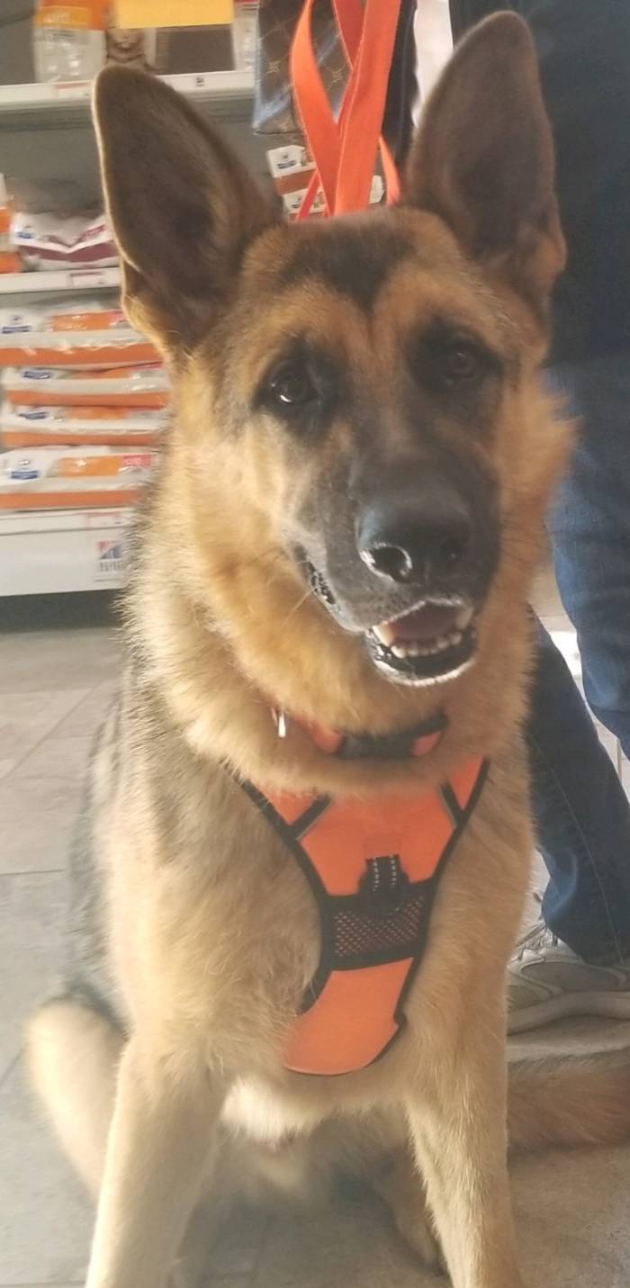 a dog sitting on the floor wearing a harness